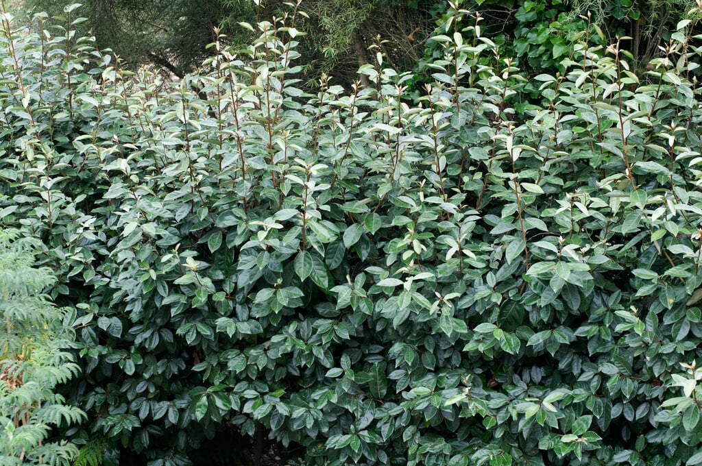 Ebbinge's silverberry