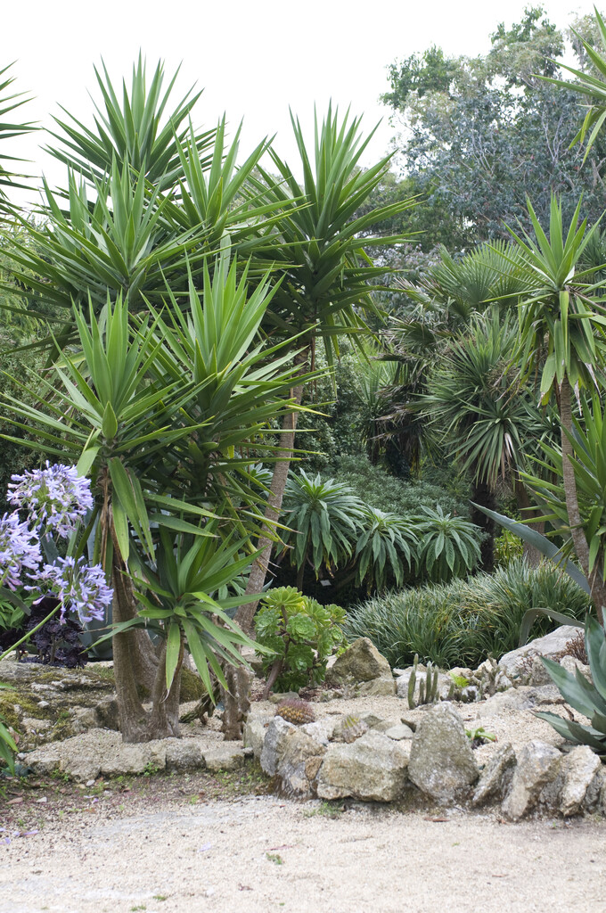 spineless yucca