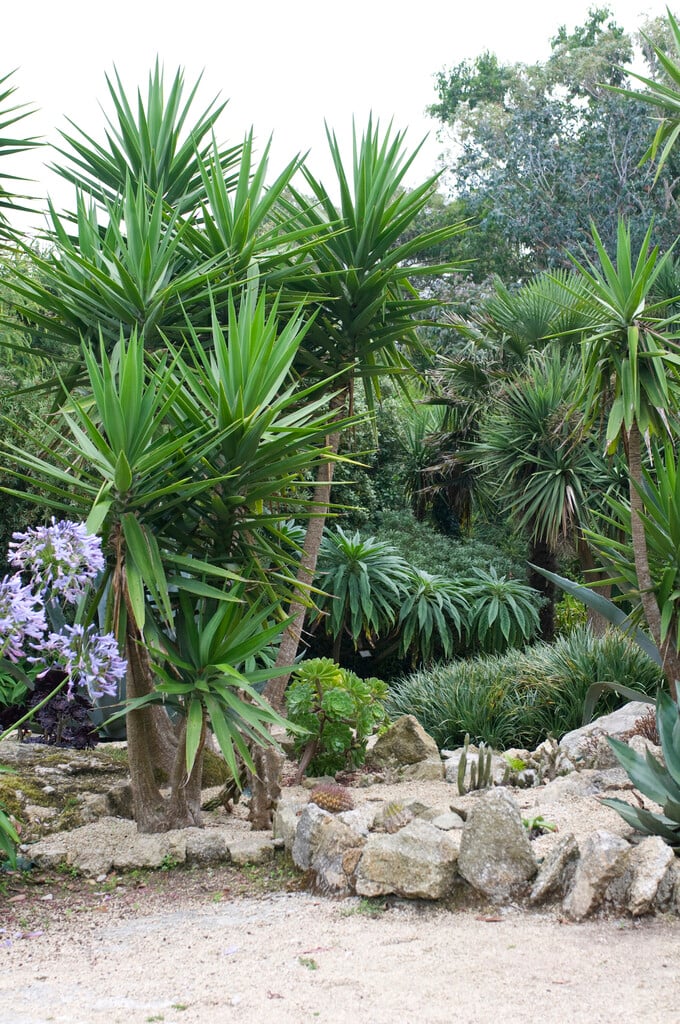 spineless yucca
