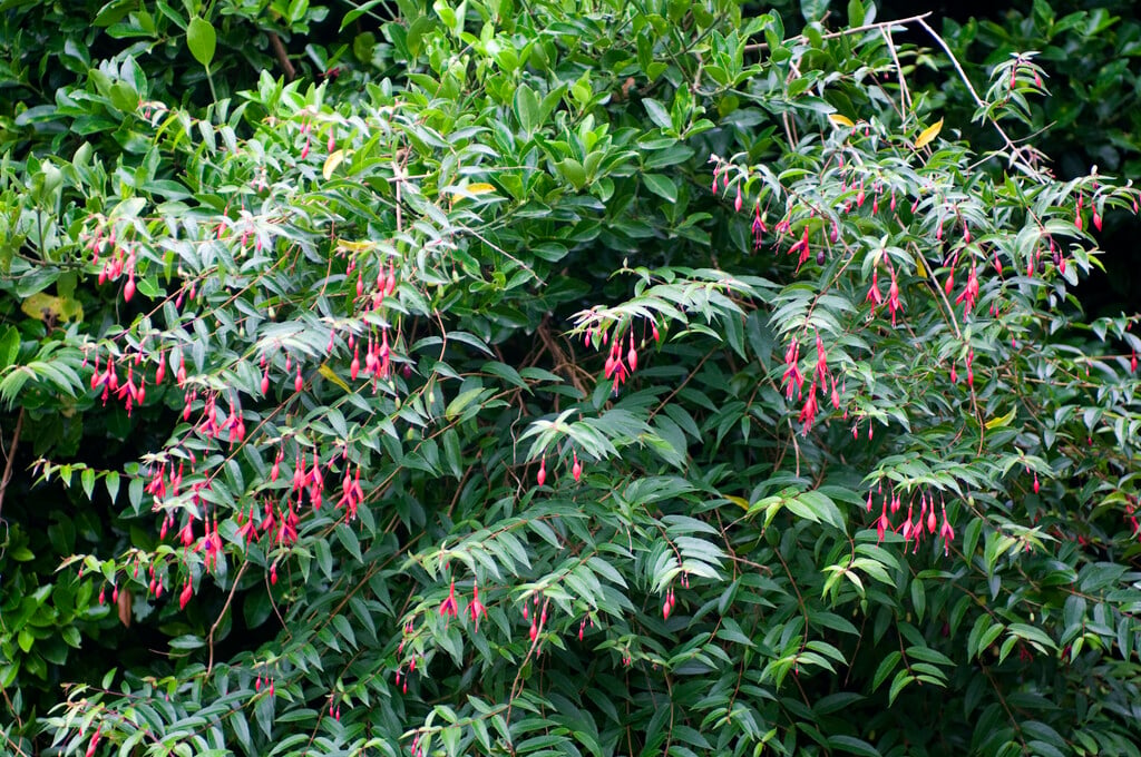 royal fuchsia