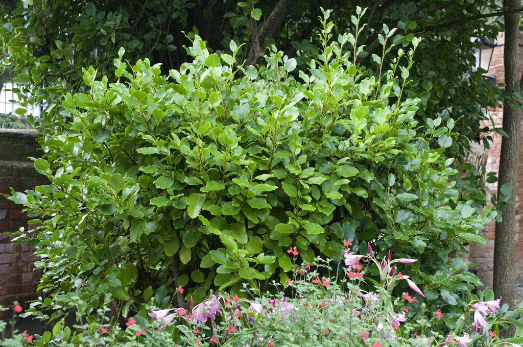 New Zealand broadleaf