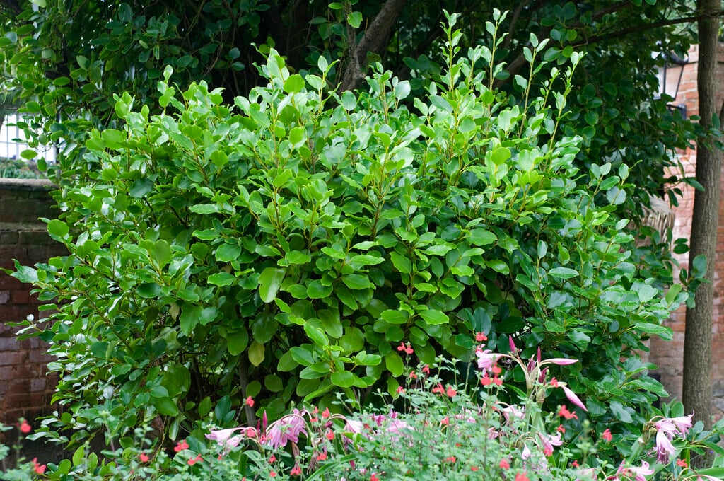 New Zealand broadleaf