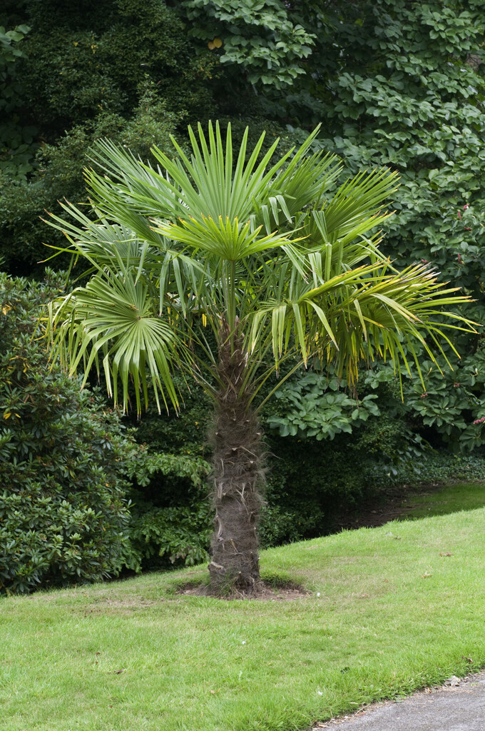 Chusan palm