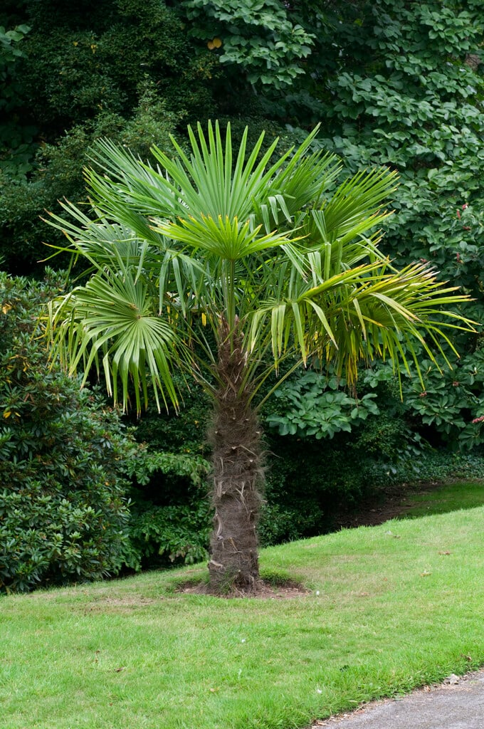 Chusan palm