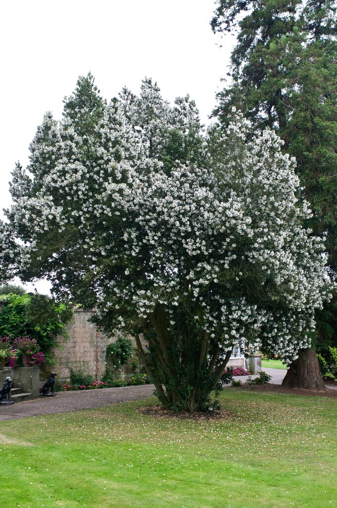 Nymans eucryphia
