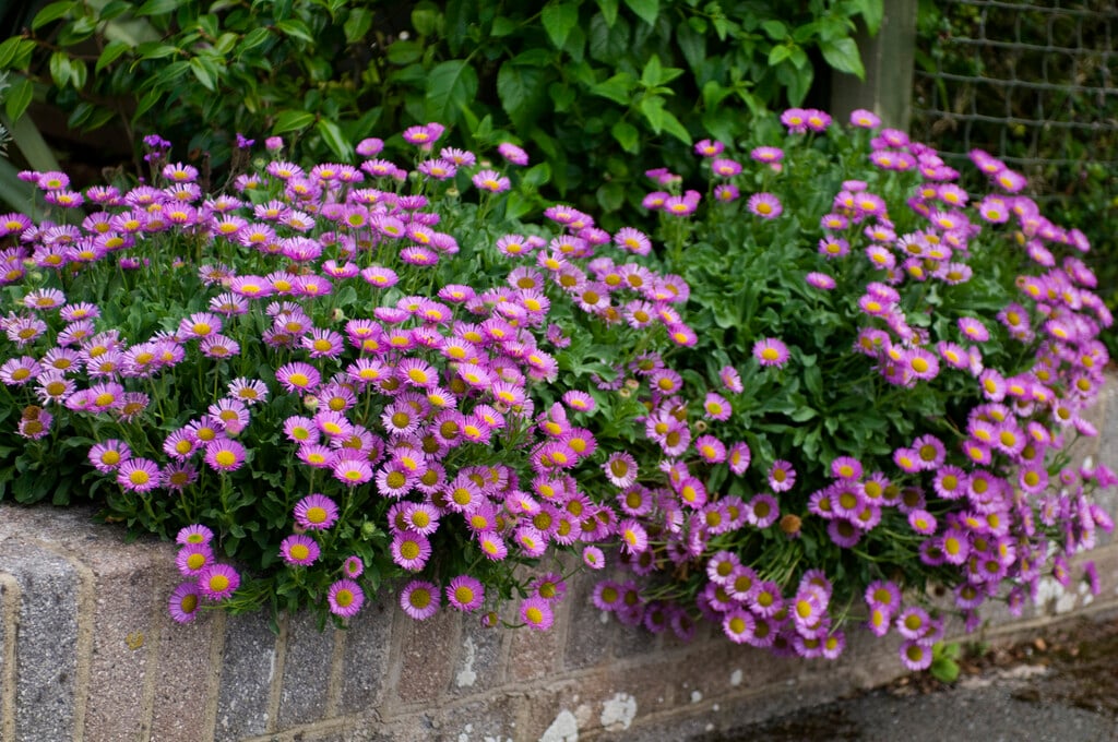 glaucous-leaved fleabane