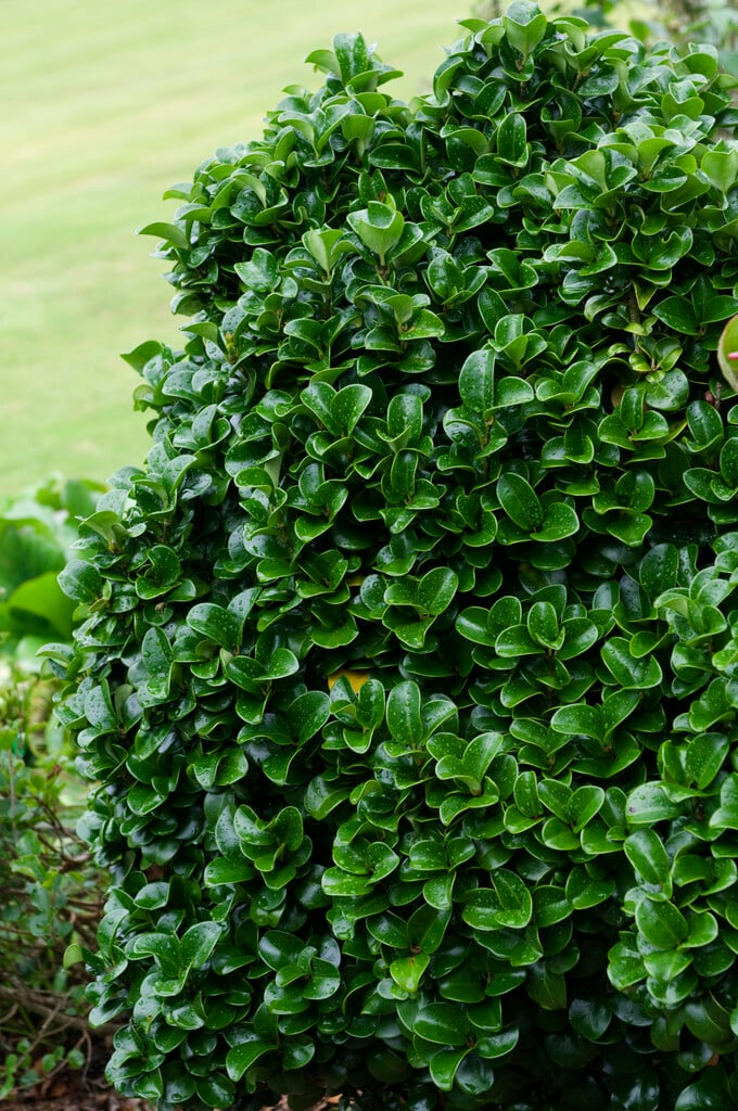 Ligustrum japonicum 'Rotundifolium'|Japanese privet 'Rotundifolium'/RHS  Gardening