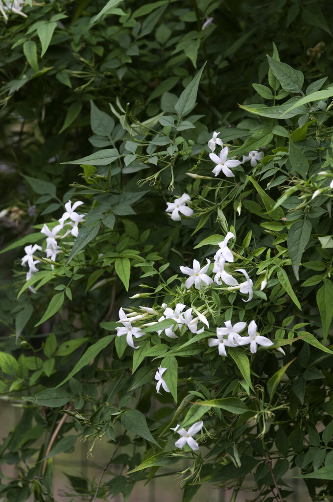 common jasmine