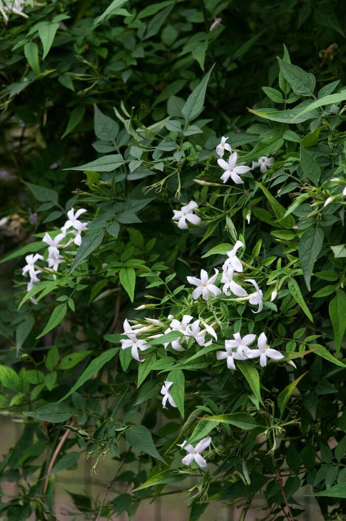 common jasmine
