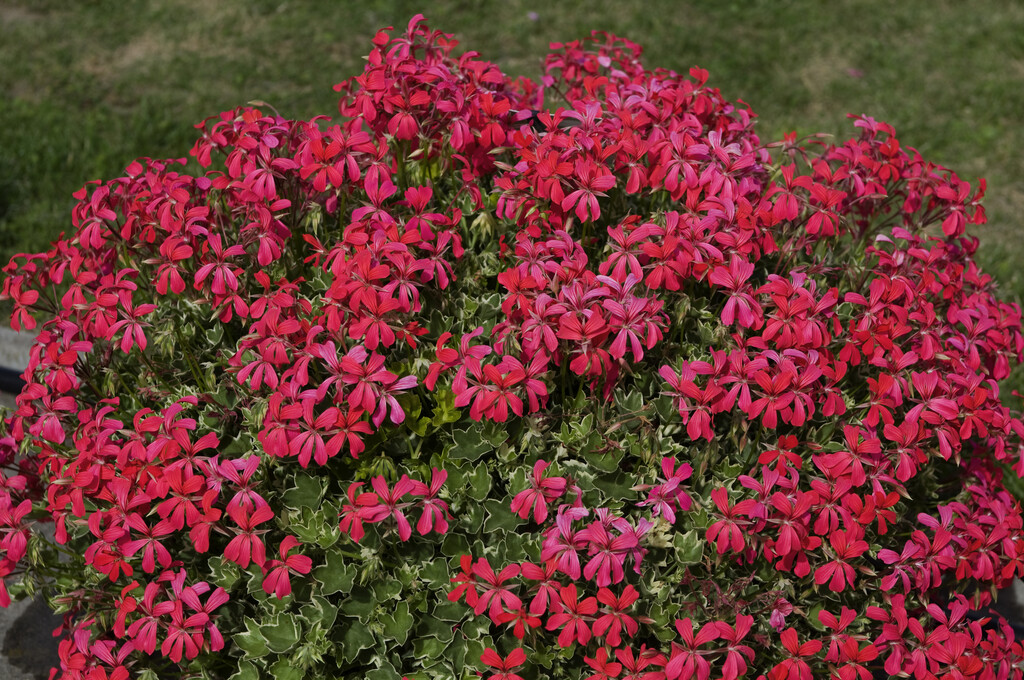 <i>Pelargonium</i> [<span style="font-variant: small-caps;">Rose Evka</span>] ('Penevro') (I/Dw/v)