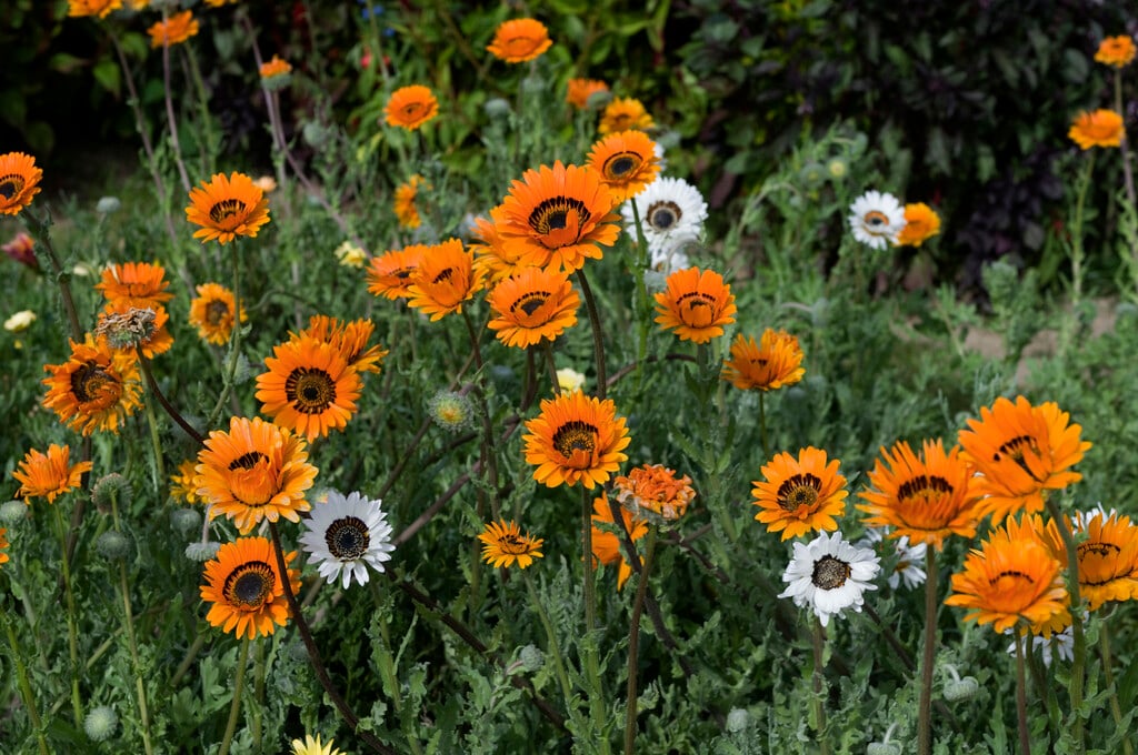 Cape daisy