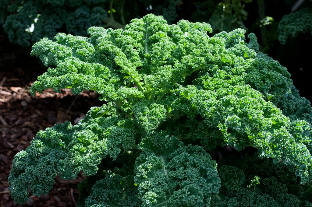 curly kale 'Reflex'