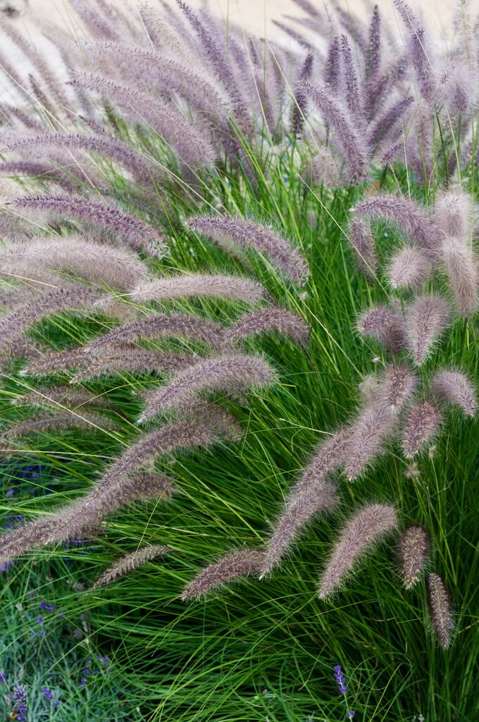 fountain grass