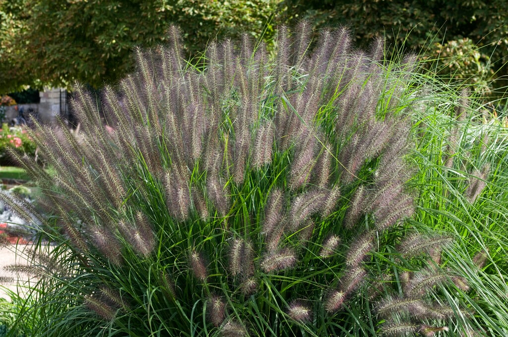 fountain grass