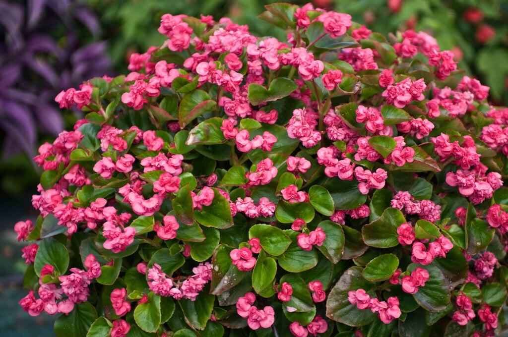 <i>Begonia</i> 'Paudopi'