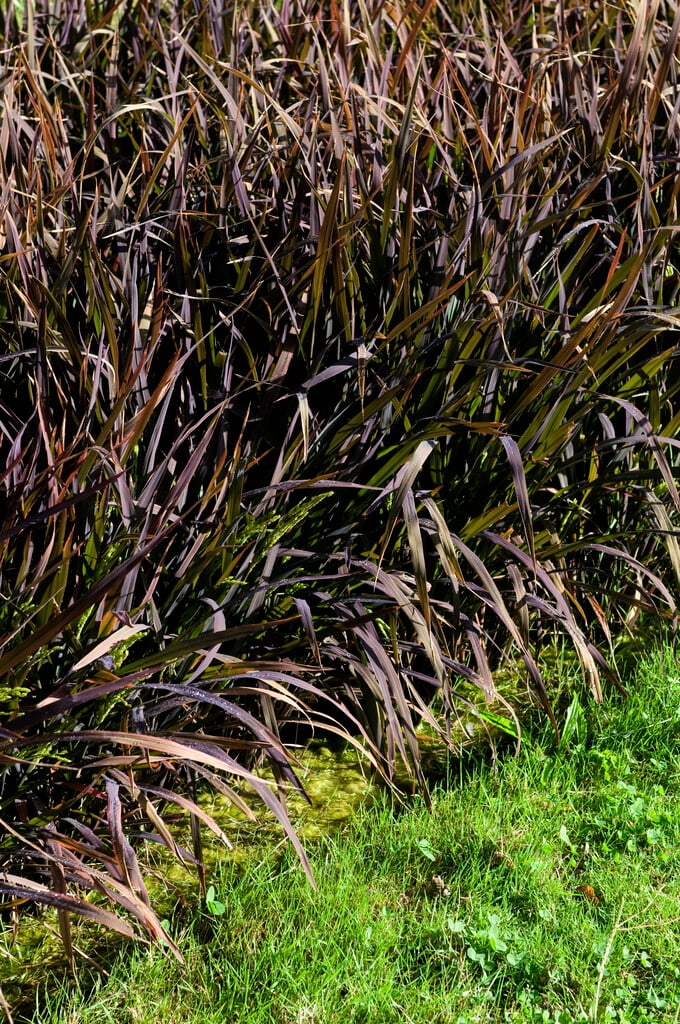 <i>Oryza</i> <i>sativa</i> 'Black Madras'