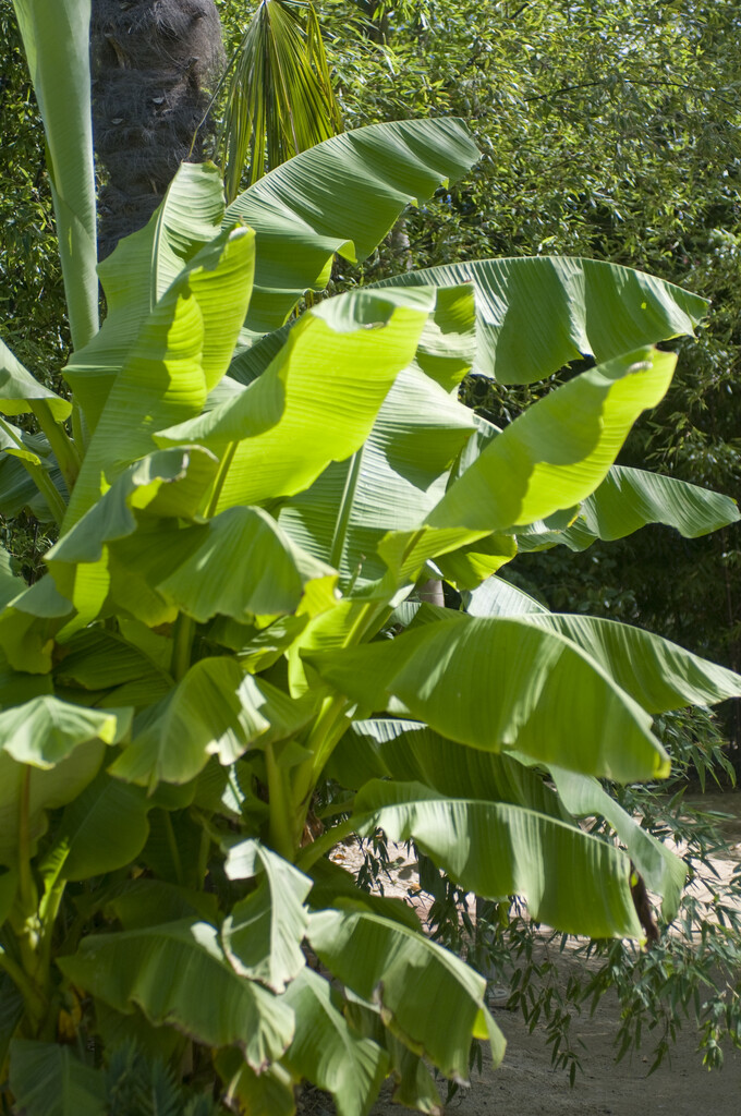 Ethiopian banana