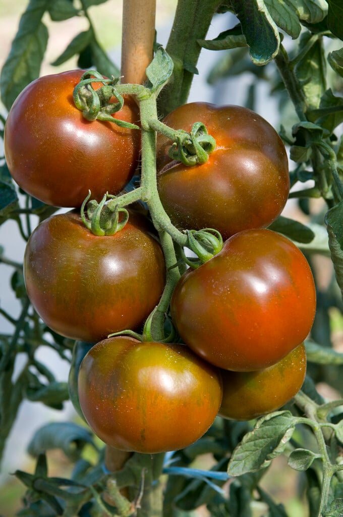 tomato 'Noire de Crimée'