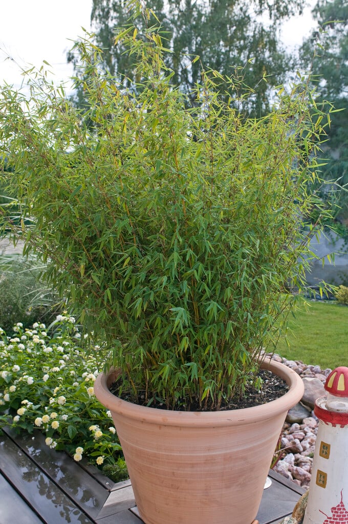 <i>Borinda</i> <i>angustissima</i>