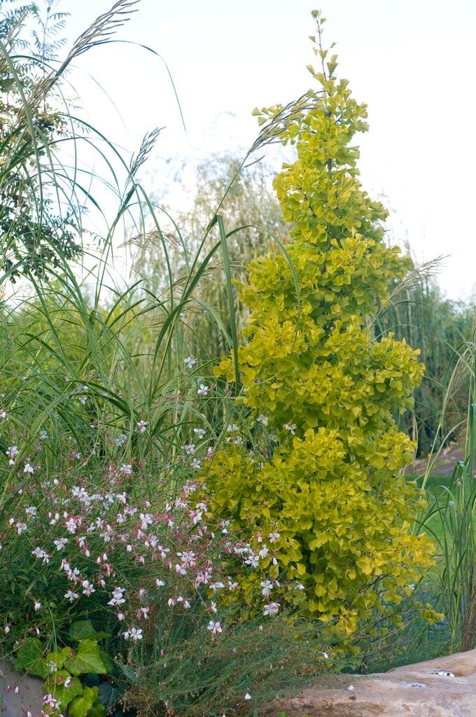 maidenhair tree 'Princeton Sentry'