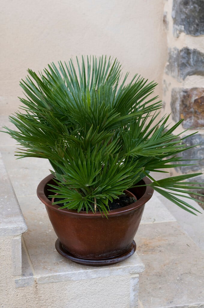 Palme da giardino, piscine, balconi. Palma in vaso