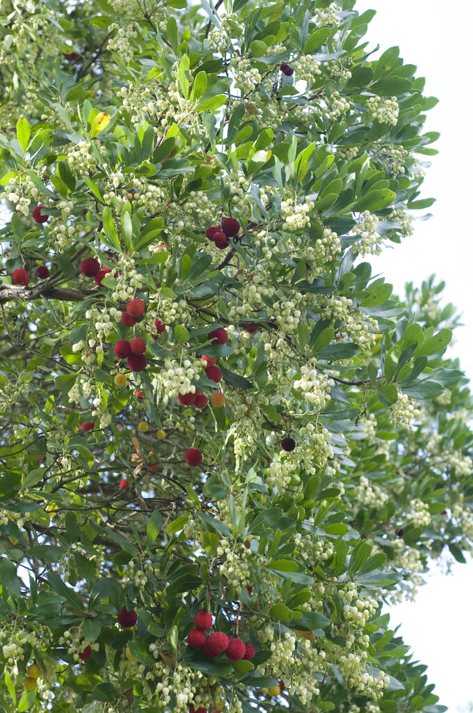 strawberry tree