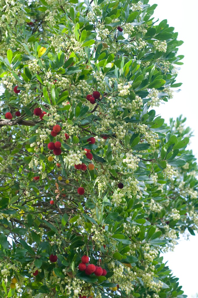 strawberry tree