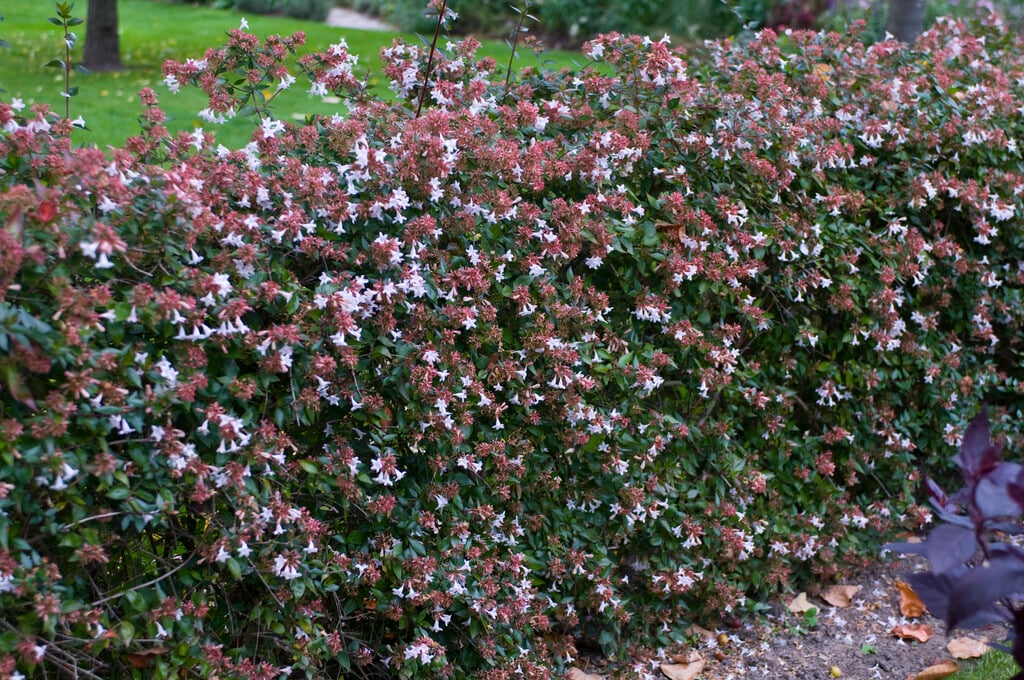 glossy abelia