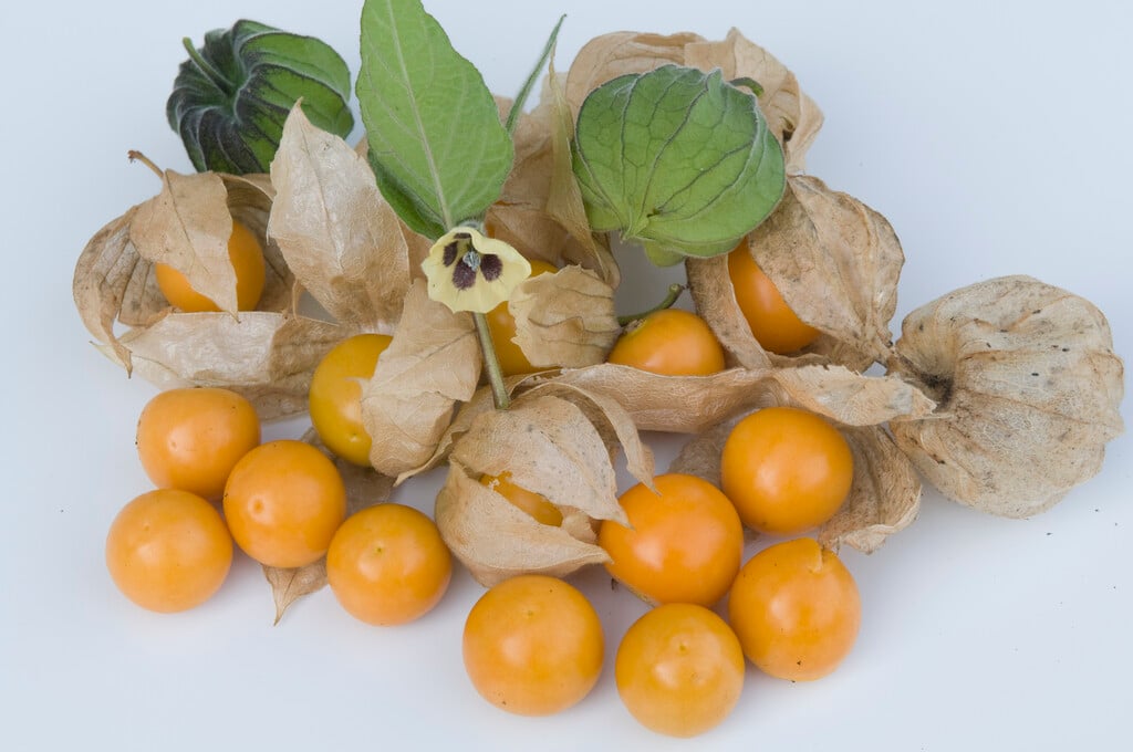 Cape gooseberry
