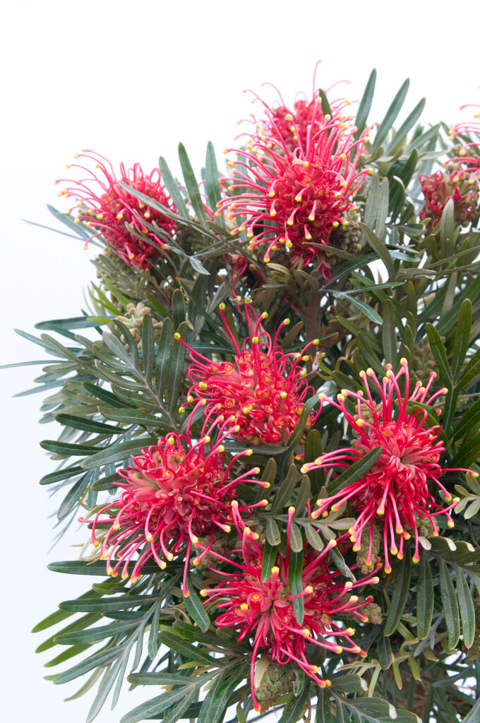 <i>Grevillea</i> 'Robyn Gordon'