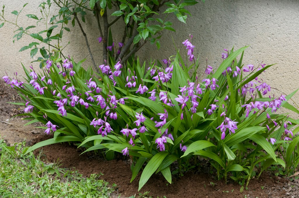 Chinese ground orchid