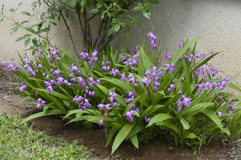Chinese ground orchid