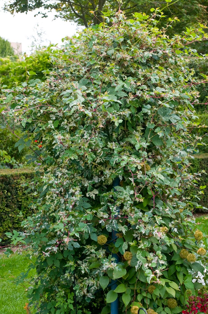 porcelain berry