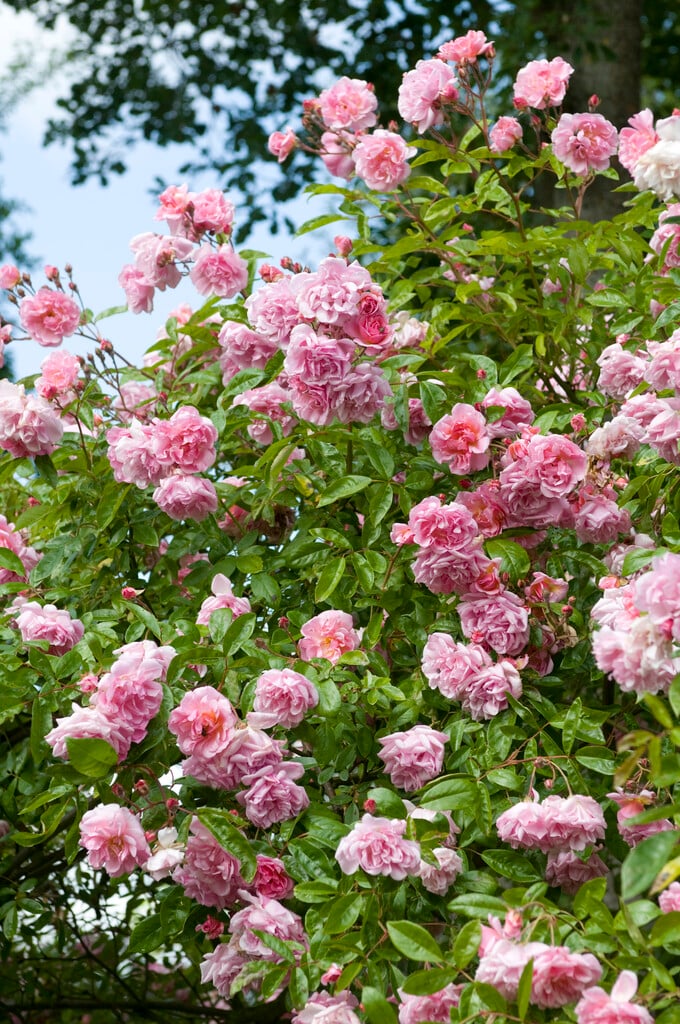 rose 'Tea Rambler'