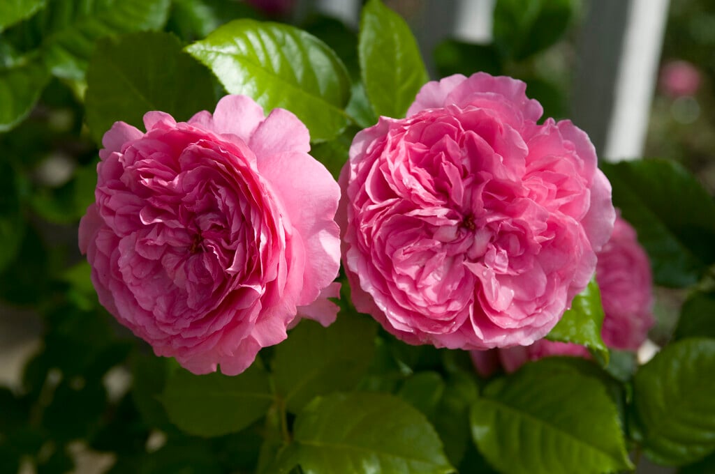rose [Chantal Merieux]