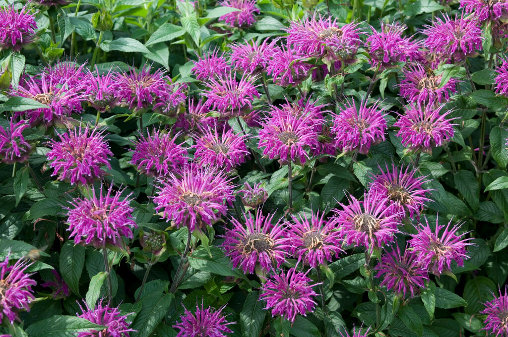 bergamot 'Blaustrumpf'