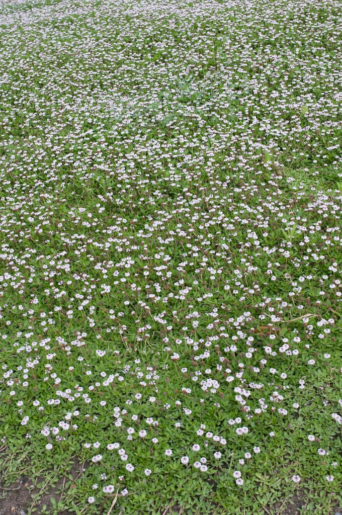 carpet grass