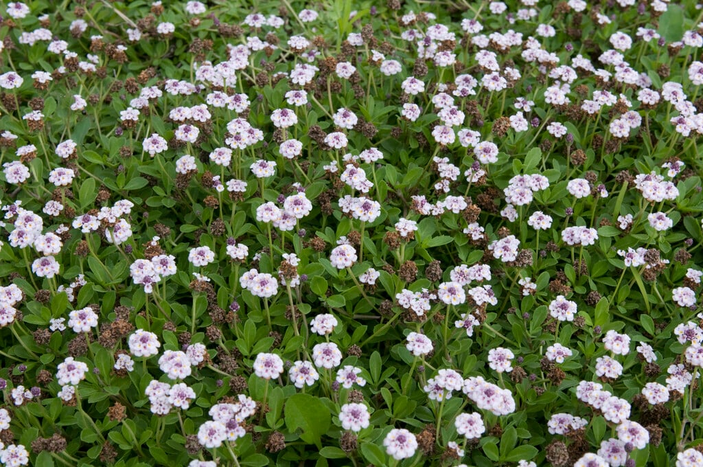 carpet grass