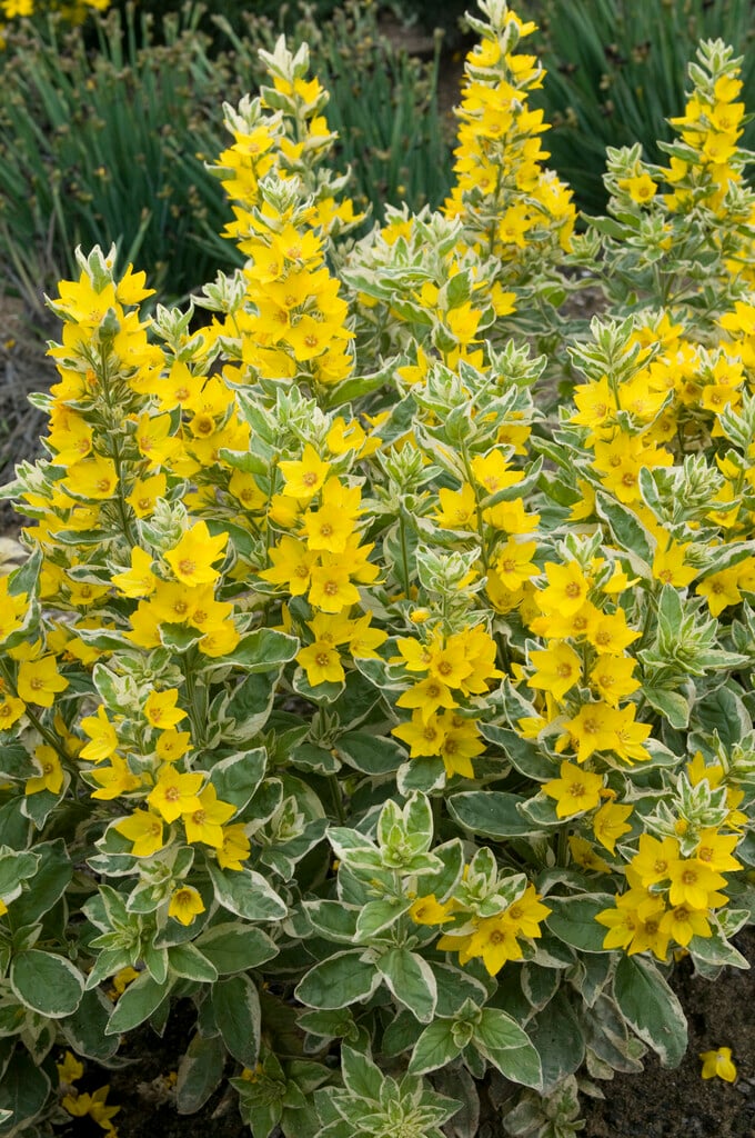 Lysimachia punctata 'Alexander' (v)|loosestrife 'Alexander