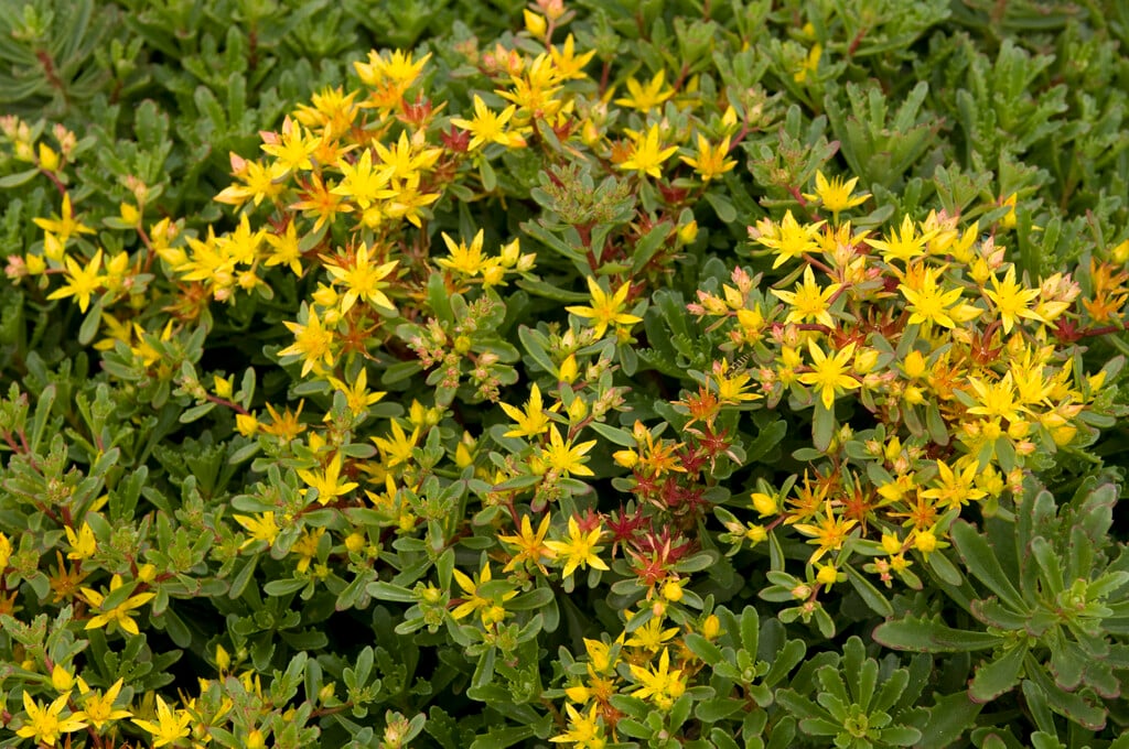 <i>Sedum</i> <i>kamtschaticum</i> var. <i>floriferum</i>