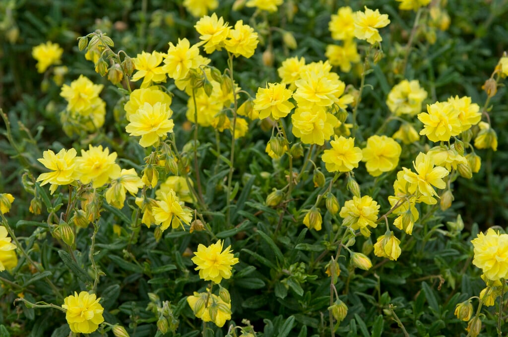 rock rose 'Sulphureum Plenum'