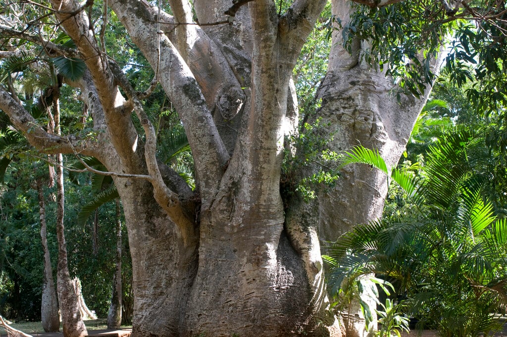 baobab