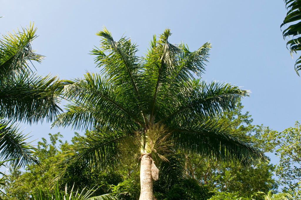 Cuban royal