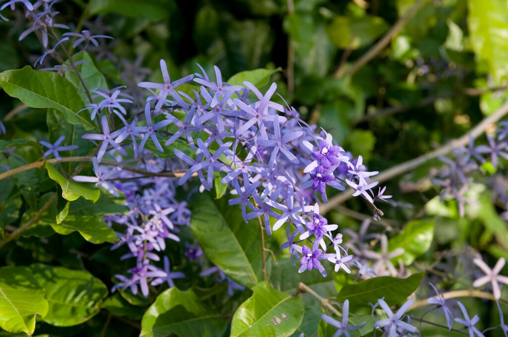 purple wreath