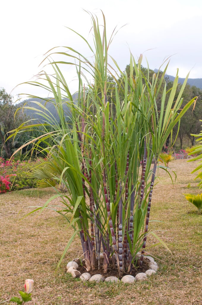 sugar cane