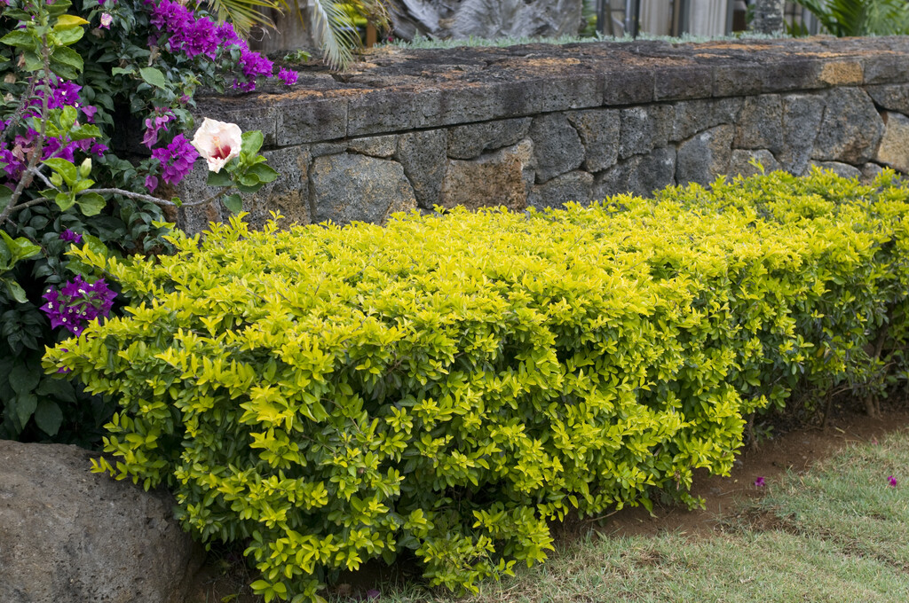 <em>Ligustrum</em> <em>ovalifolium</em> 'Lemon and Lime' (v)