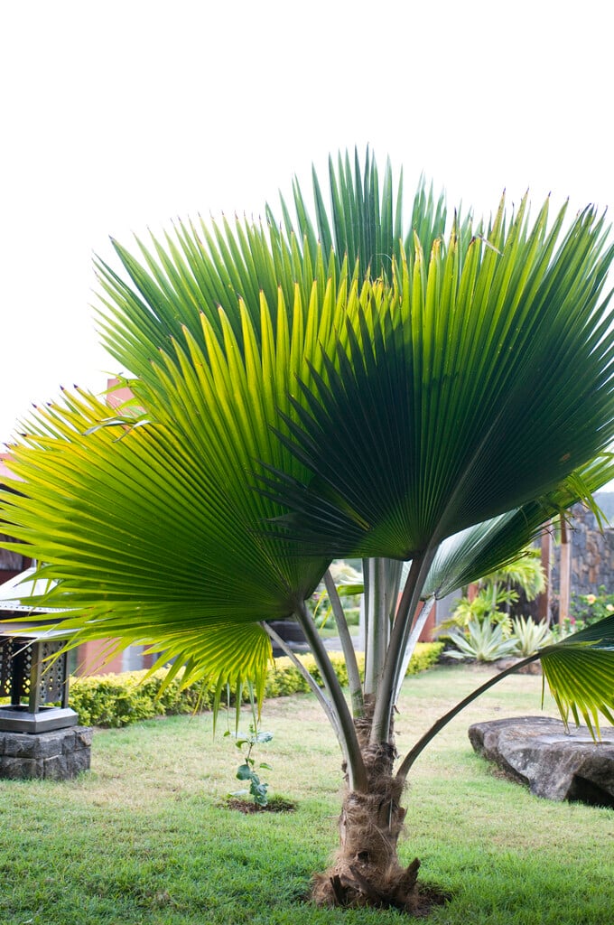 Fiji fan palm
