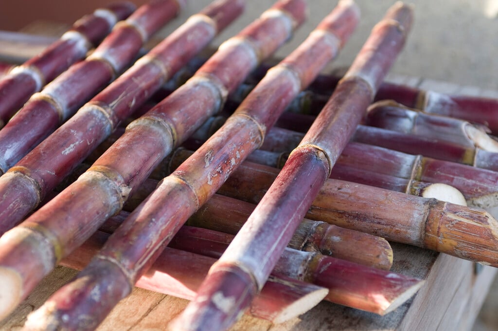 sugar cane