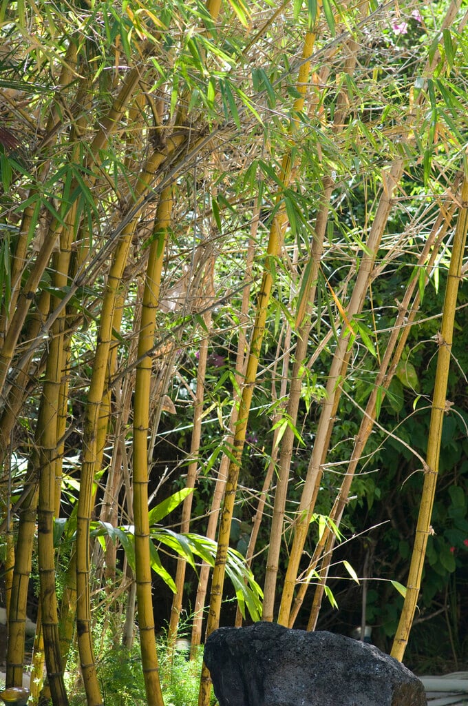 timber bamboo