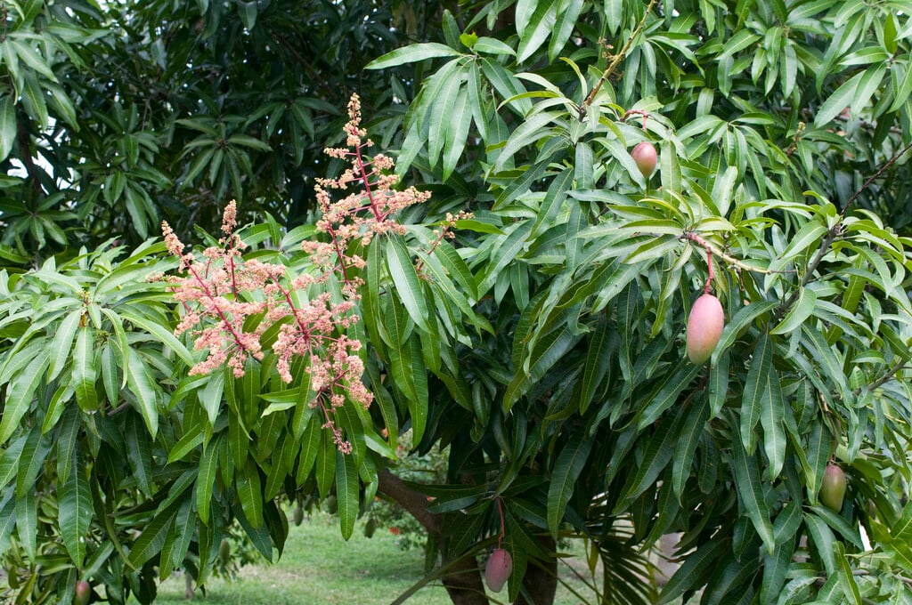 mango
